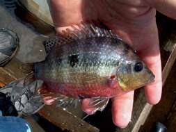 Image of Red breast cichlid