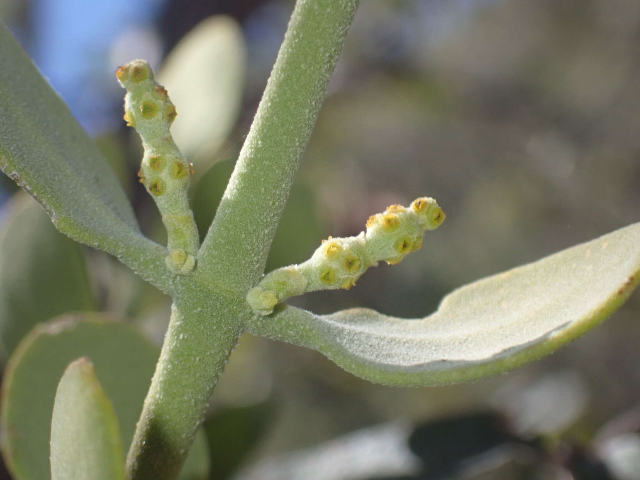 Image of Cory's mistletoe