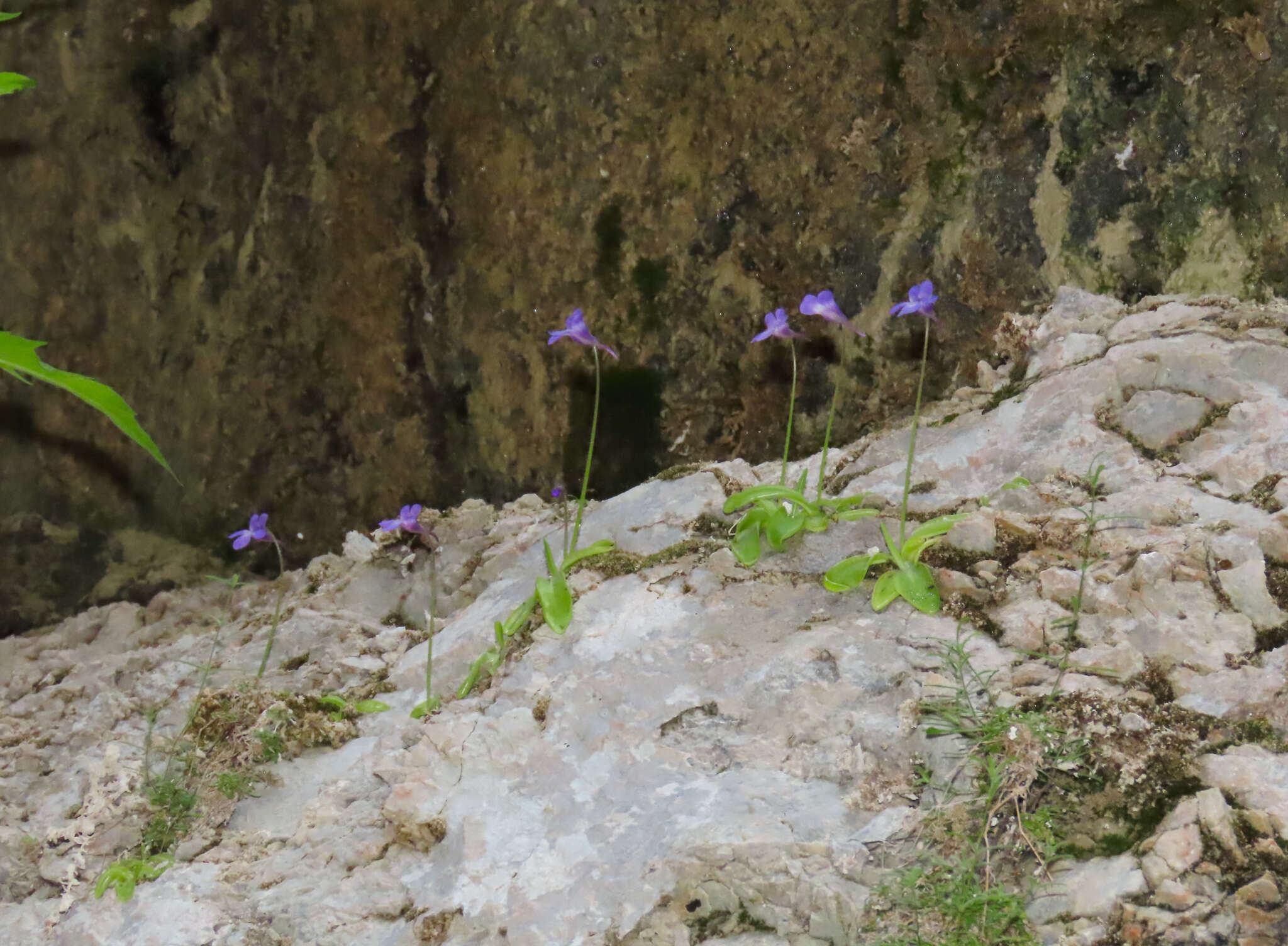 Image of Pinguicula vallis-regiae F. Conti & Peruzzi