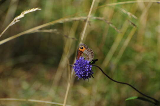 Image of Autumn Ringlet