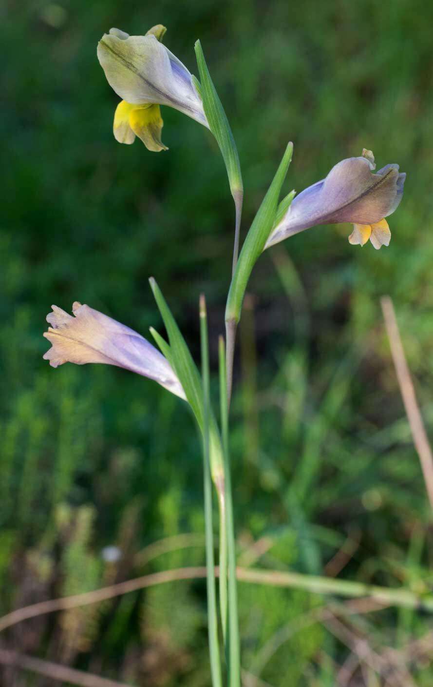 Image de Gladiolus carinatus Aiton