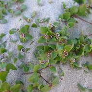 Image of Euphorbia vizcainensis Maya-Lastra & V. W. Steinm.