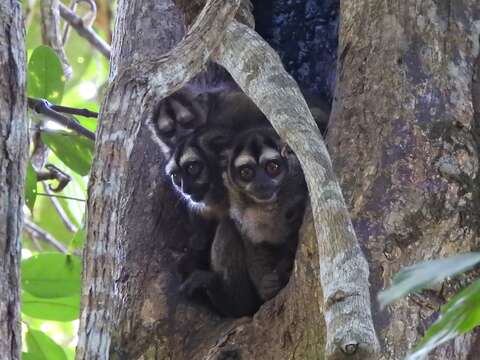 Image of Colombian Night Monkey