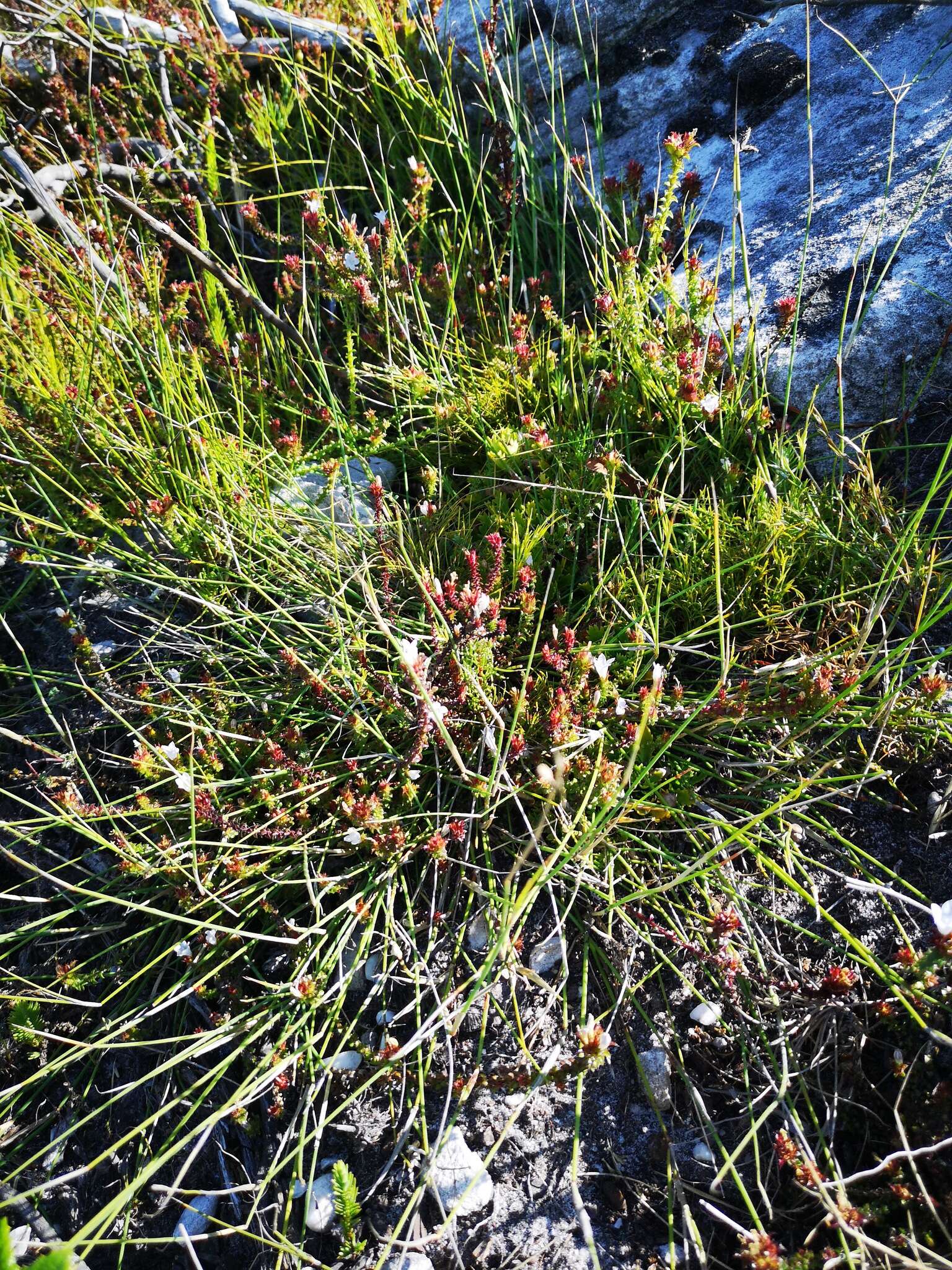 Image of Roella decurrens L'Hér.