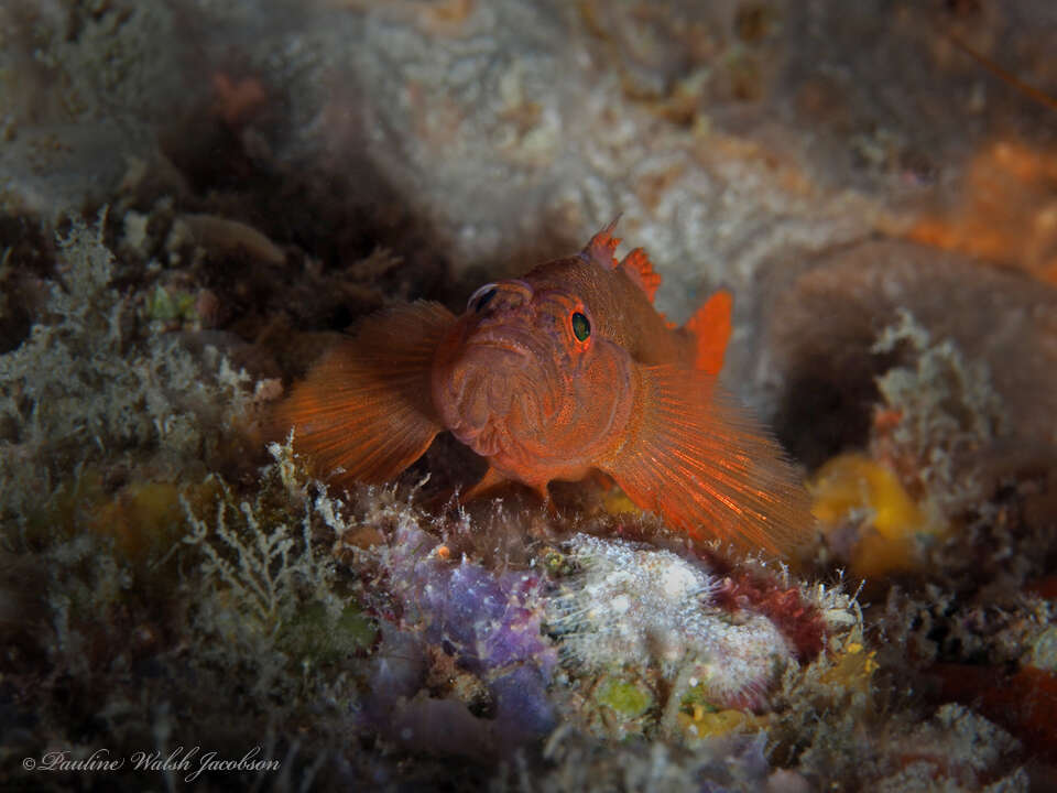 Image of Rusty Goby