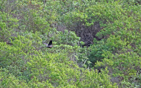 Image de Pigeon des lauriers