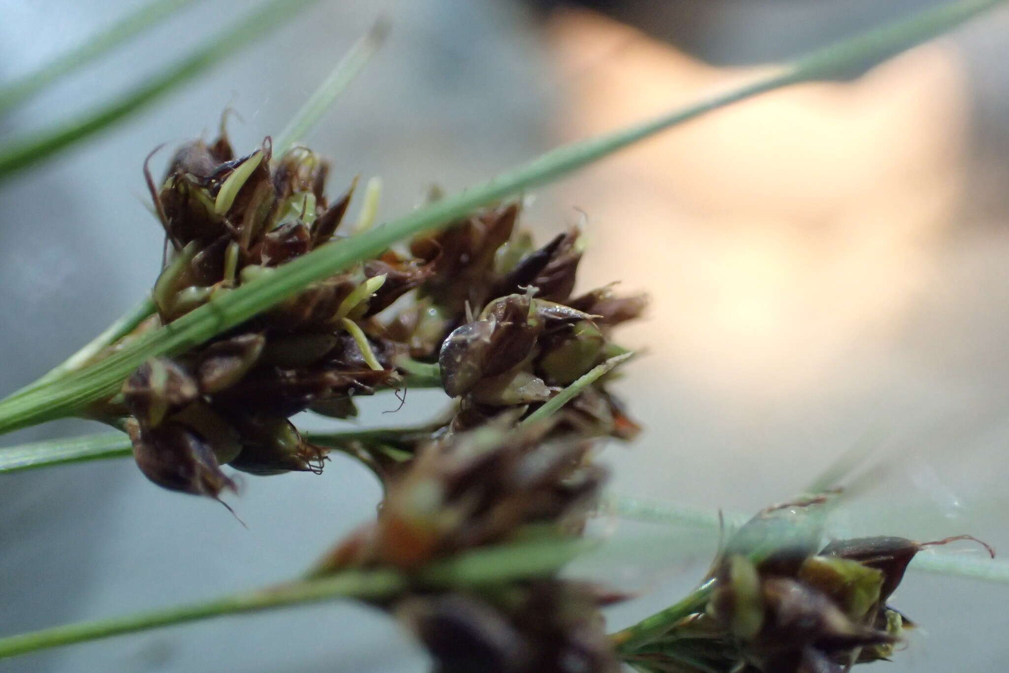 Image of Savannah Beak Sedge