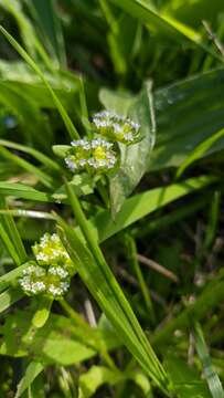 Image of Valerianella turgida (Stev.) Betcke