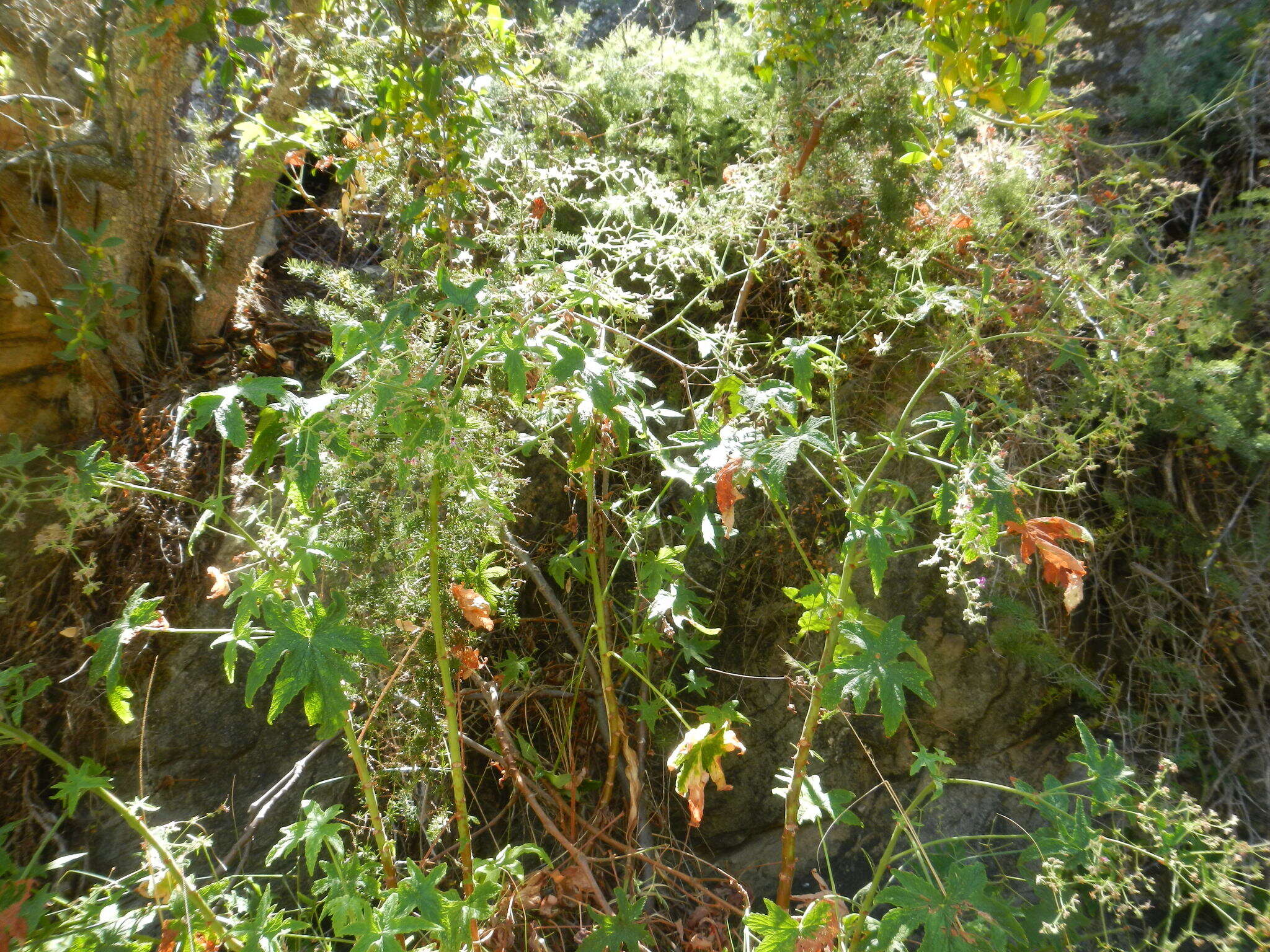 Image of Pelargonium hispidum (L. fil.) Willd.