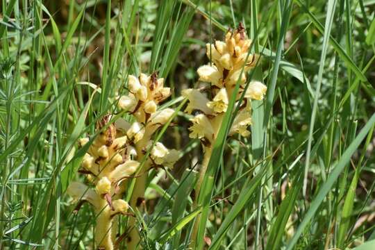 Imagem de Orobanche caryophyllacea Sm.