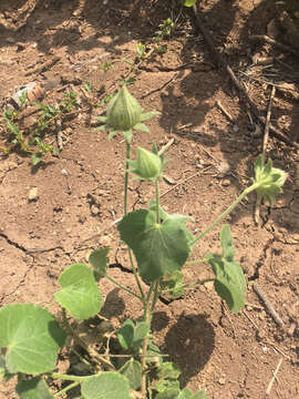 Image of heartleaf rosemallow