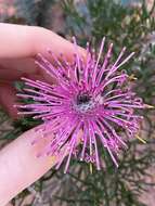 Image of Isopogon formosus R. Br.