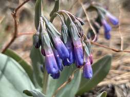 Image of Macdougal's bluebells