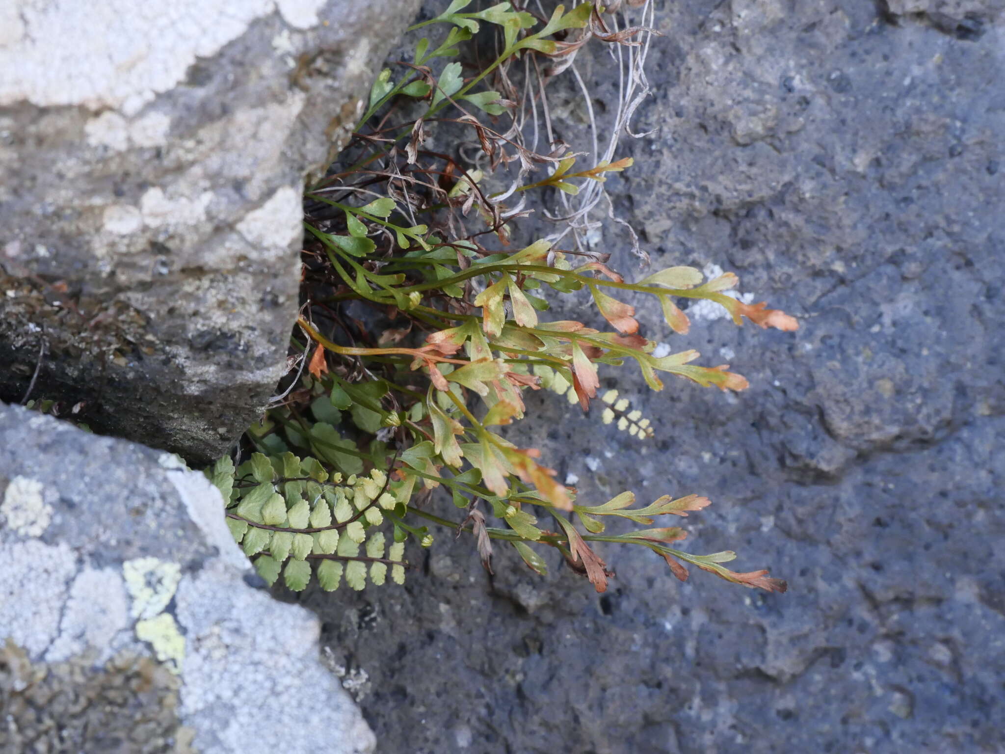 Image of spleenwort