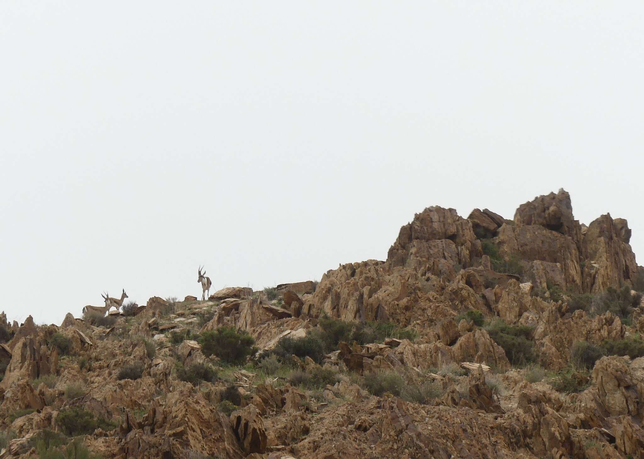 Image of Cuvier's Gazelle