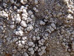 Image of California pore lichen