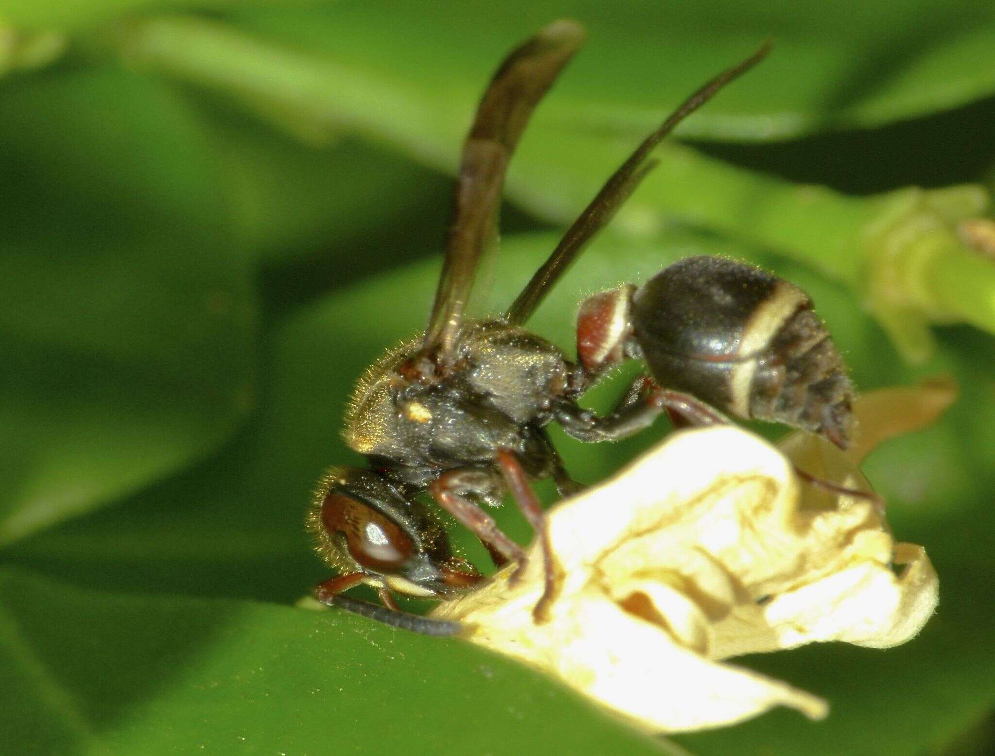 Image of Ropalidia plebiana Richards 1978