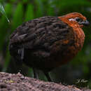 Image of Chestnut Wood Quail