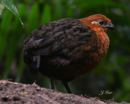 Image of Chestnut Wood Quail