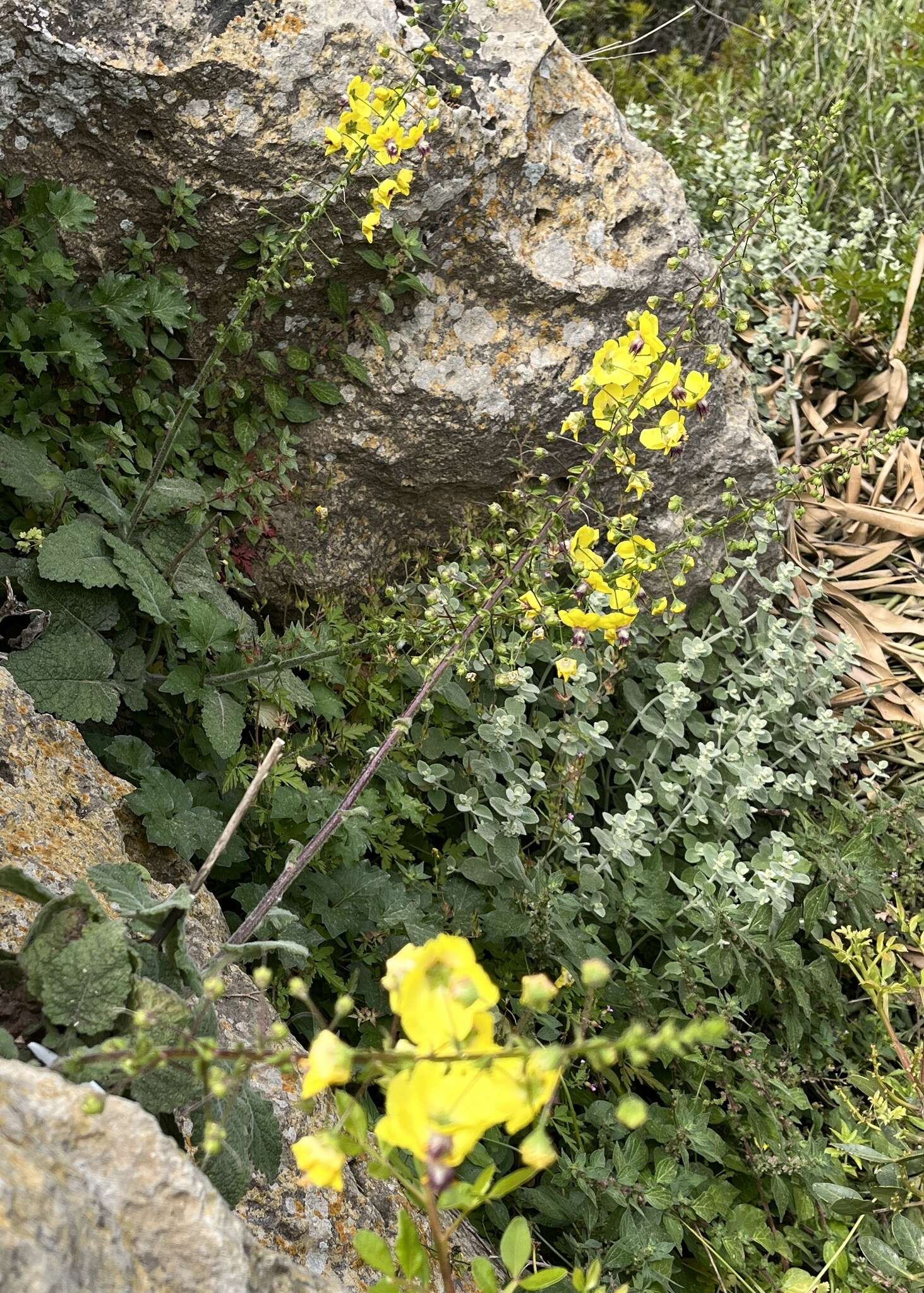 Sivun Verbascum arcturus L. kuva