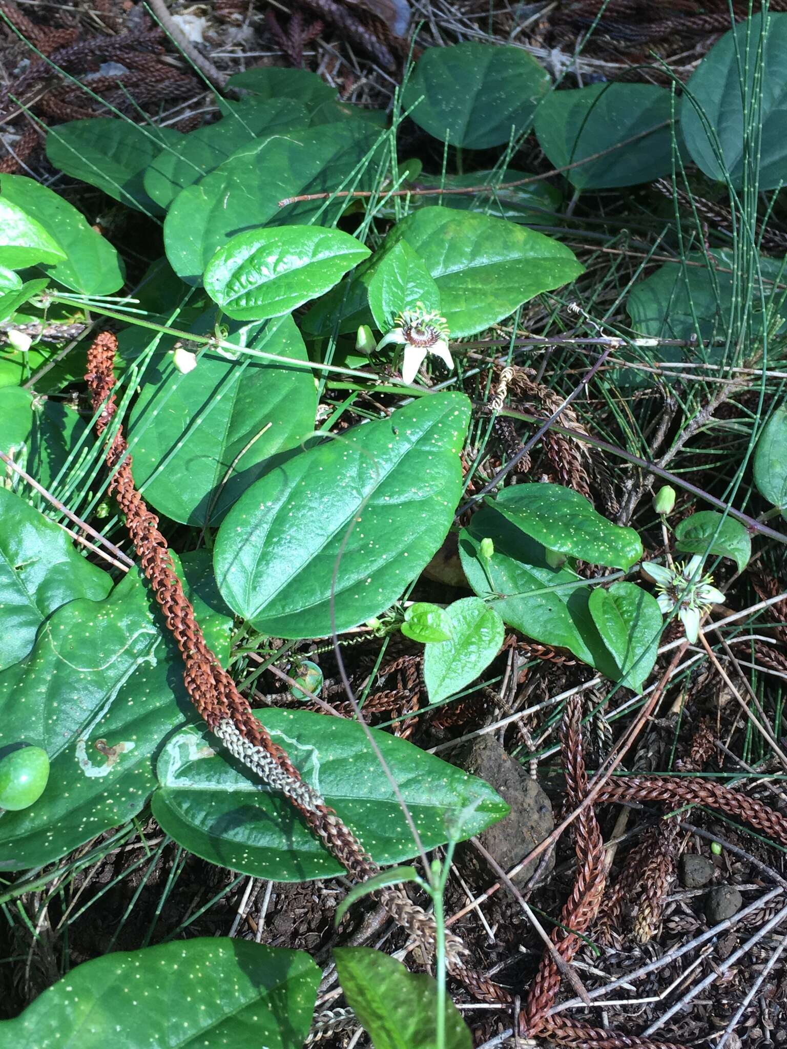 Image of corkystem passionflower