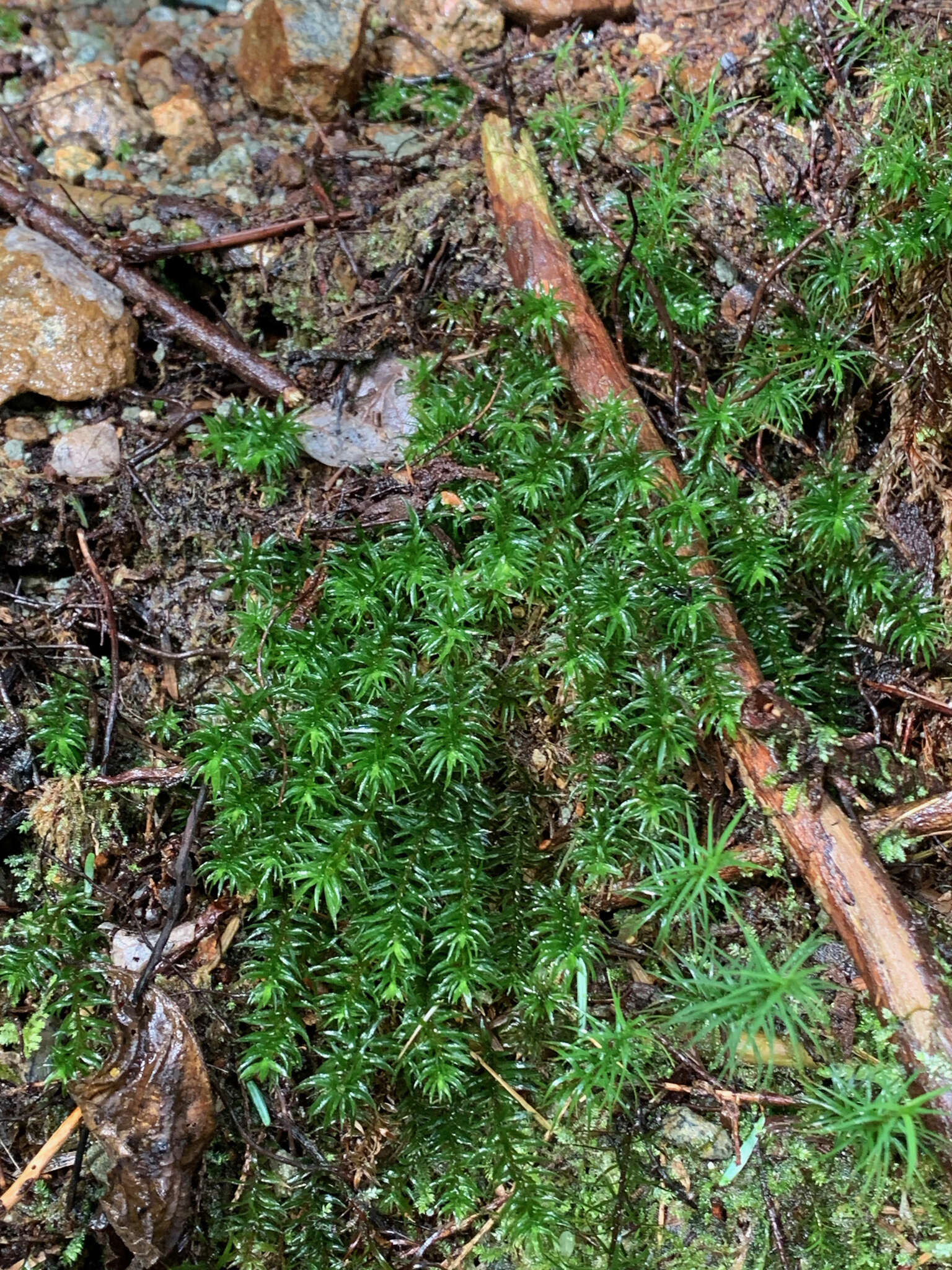 Image of contorted pogonatum moss