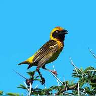 Image of Fox's Weaver