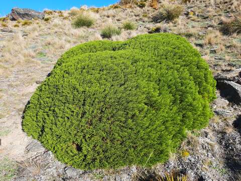 Image of Veronica propinqua Cheesem.