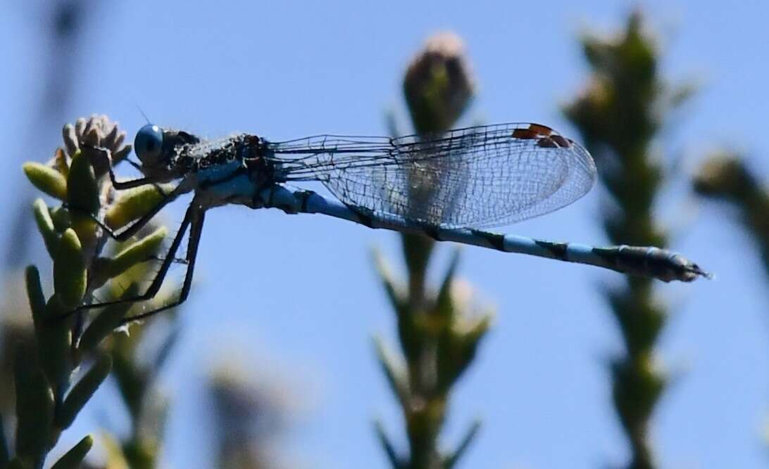 Image of Austrolestes annulosus (Selys 1862)