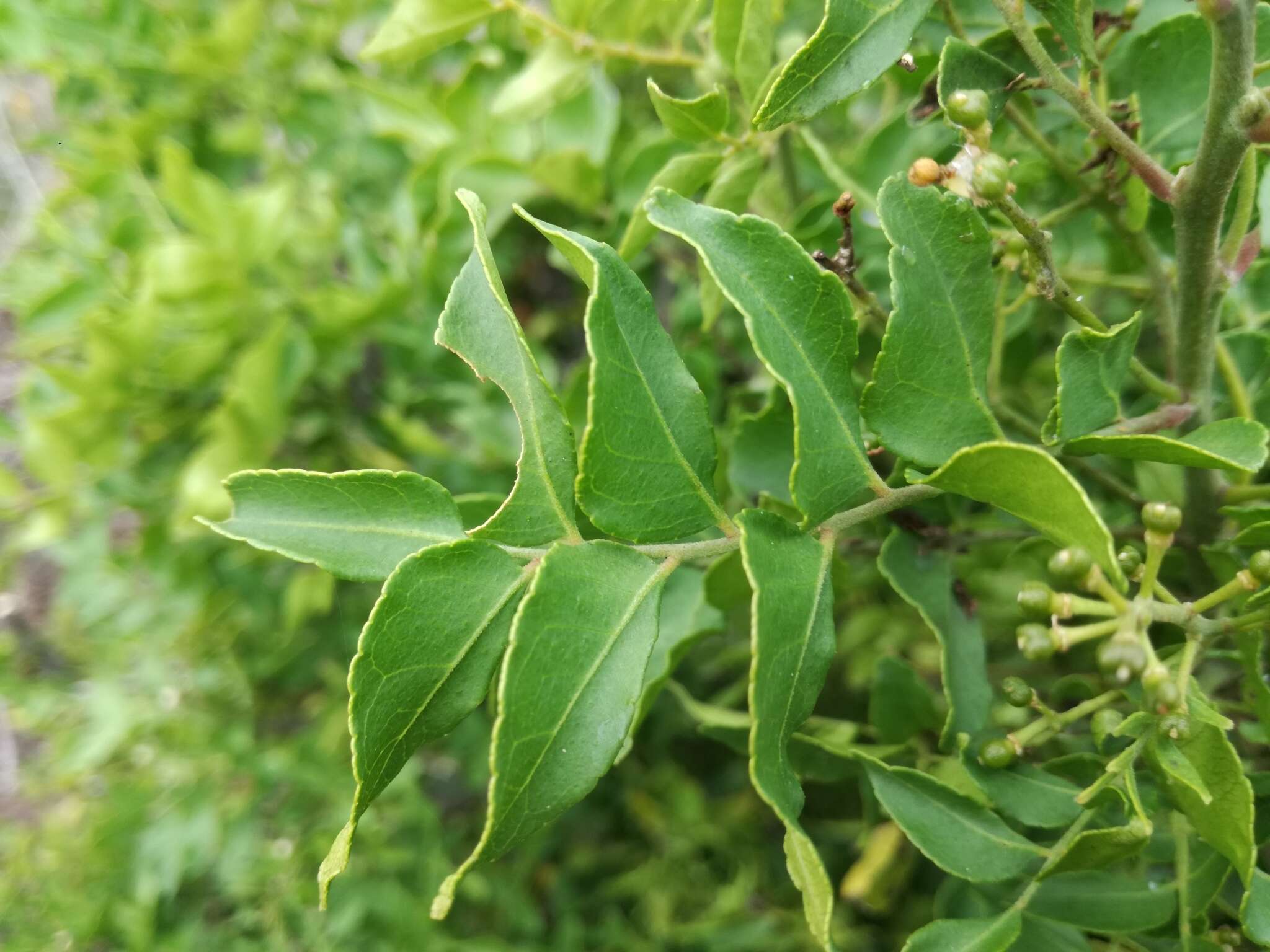 Image de <i>Clausena <i>anisata</i></i> var. anisata