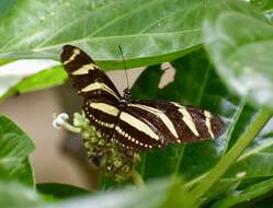 Image of Heliconius charithonia ramsdeni Comstock & Brown 1950