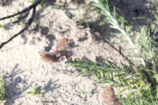 Image of Hemiphora bartlingii (Lehm.) B. J. Conn & Henwood