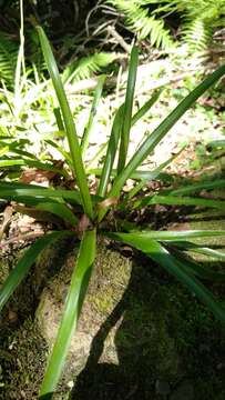 Imagem de Luzula sylvatica subsp. henriquesii (Degen) P. Silva