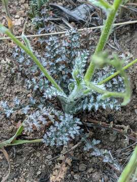 Image of fineflower gilia