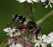 Image of Leucozona laternaria (Muller 1776)