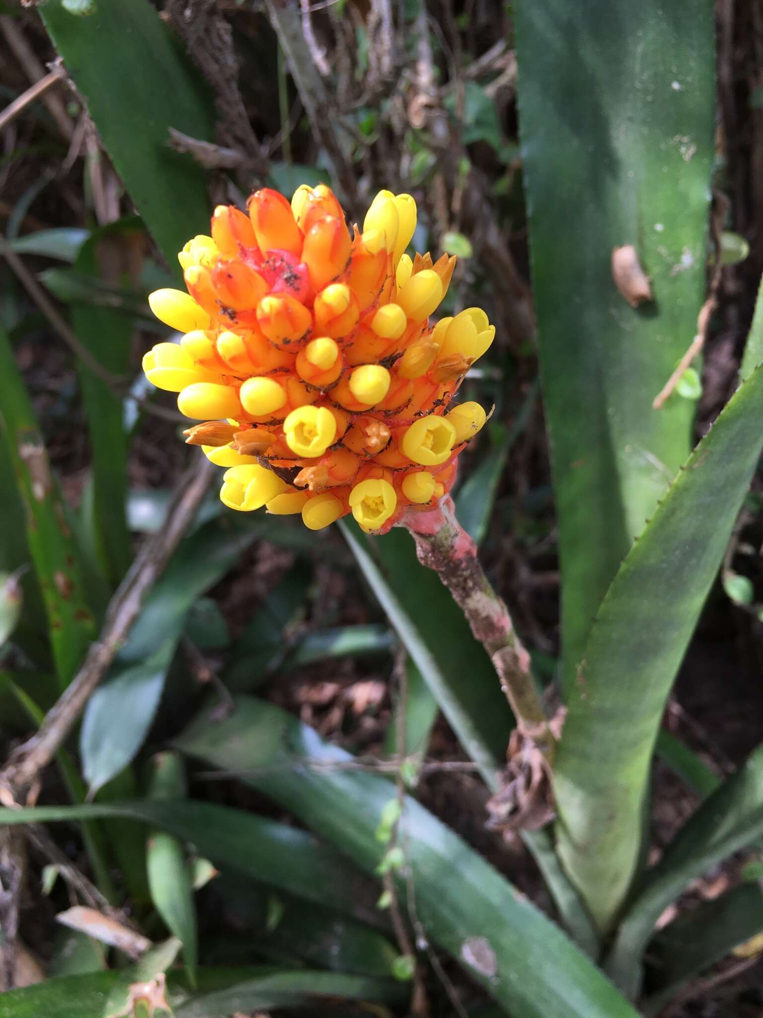 Image of Aechmea comata (Gaudich.) Baker