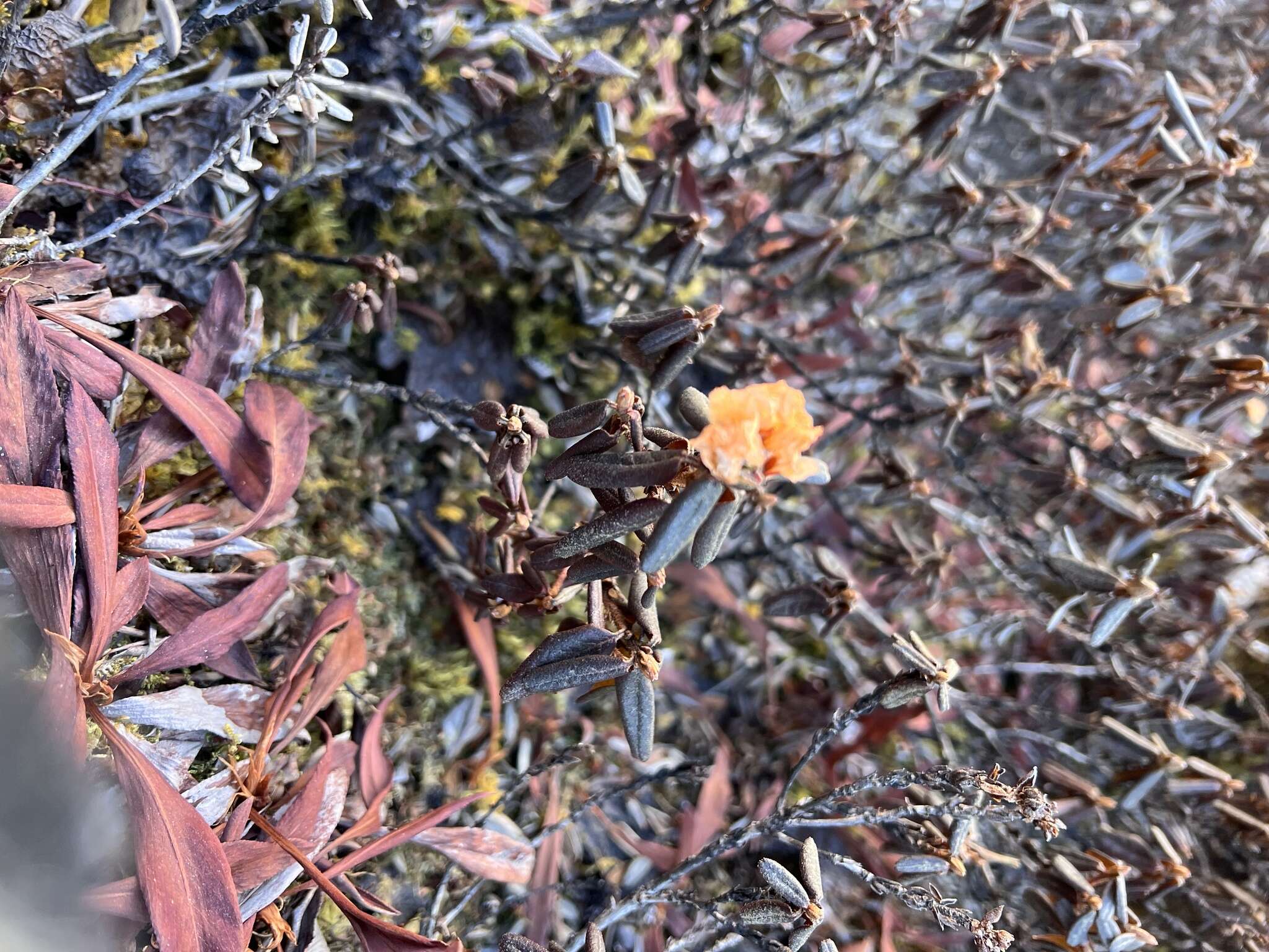 Image of Rhododendron anthopogon D. Don