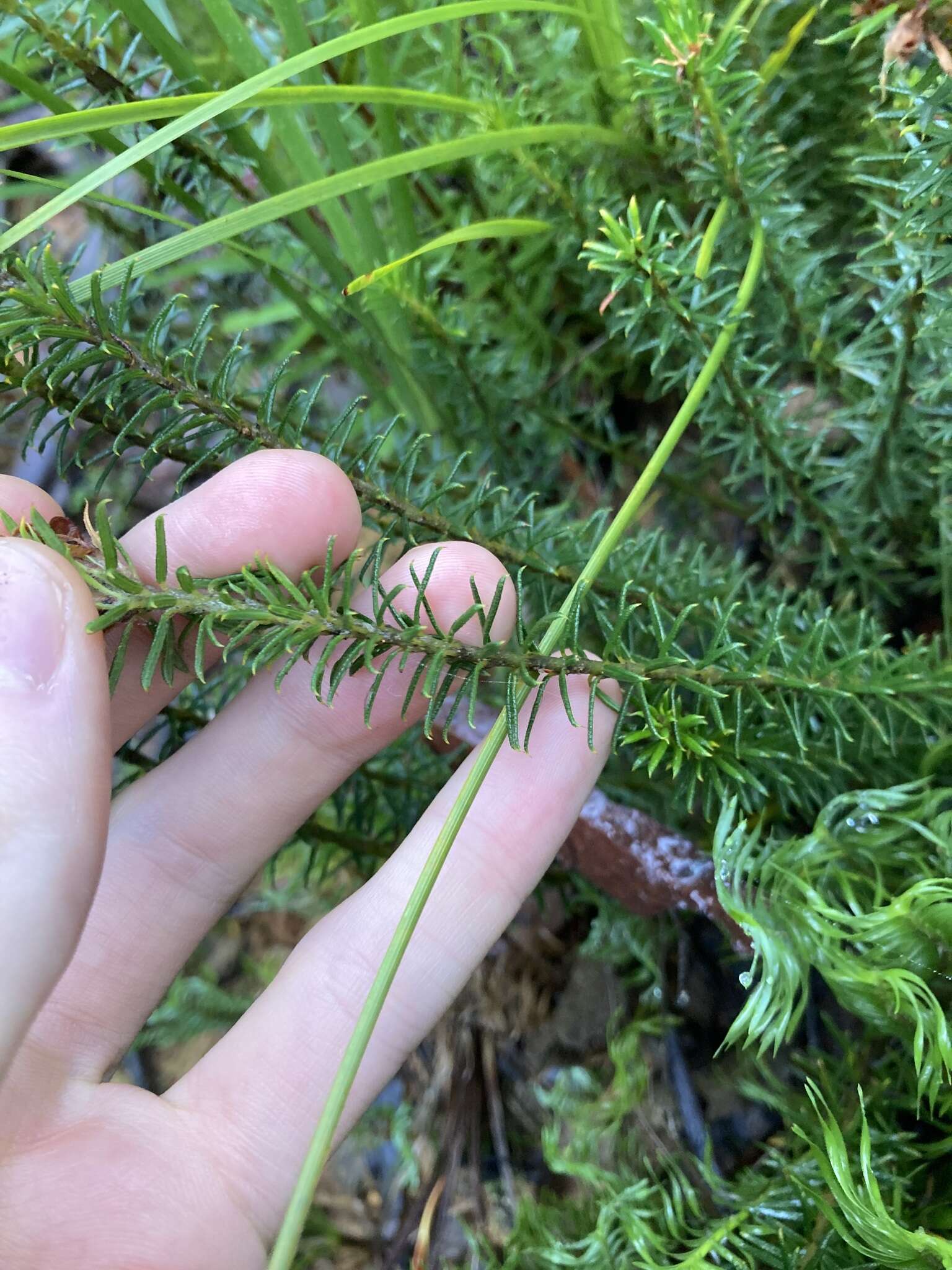 Imagem de Phyllota squarrosa (DC.) Benth.