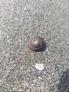 Image of Tiara Top Snail