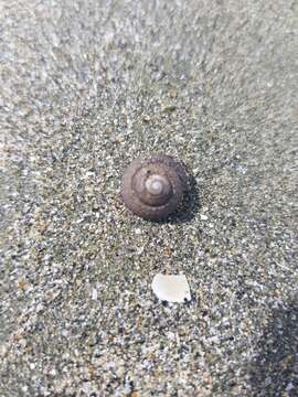 Image of Tiara Top Snail