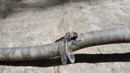 Image of Tasmanian Darner