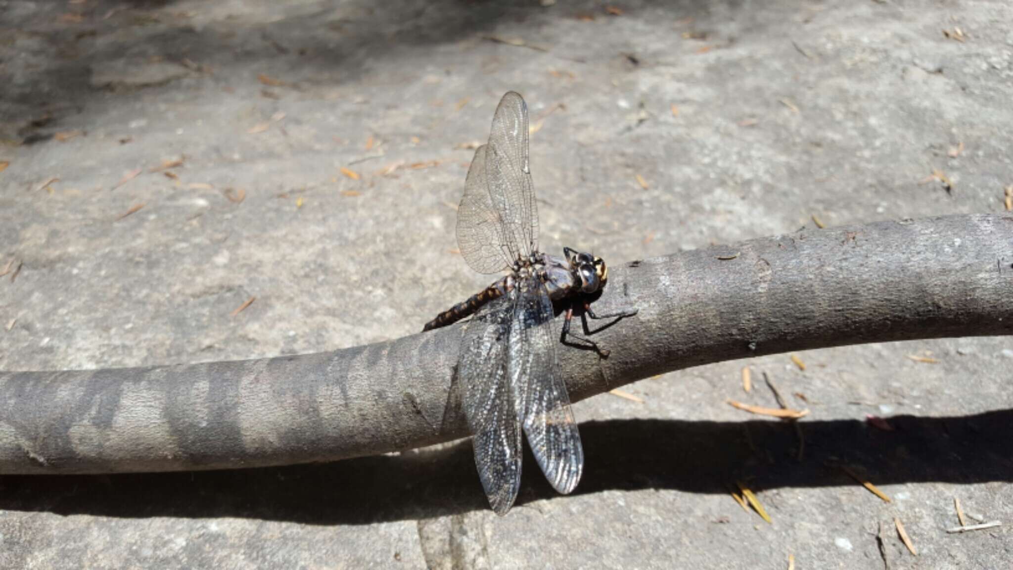 Image of Tasmanian Darner