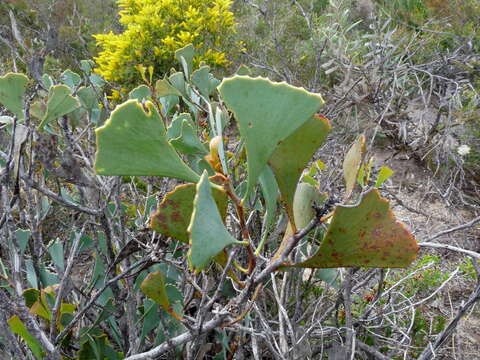 Image de Hakea flabellifolia Meissn.