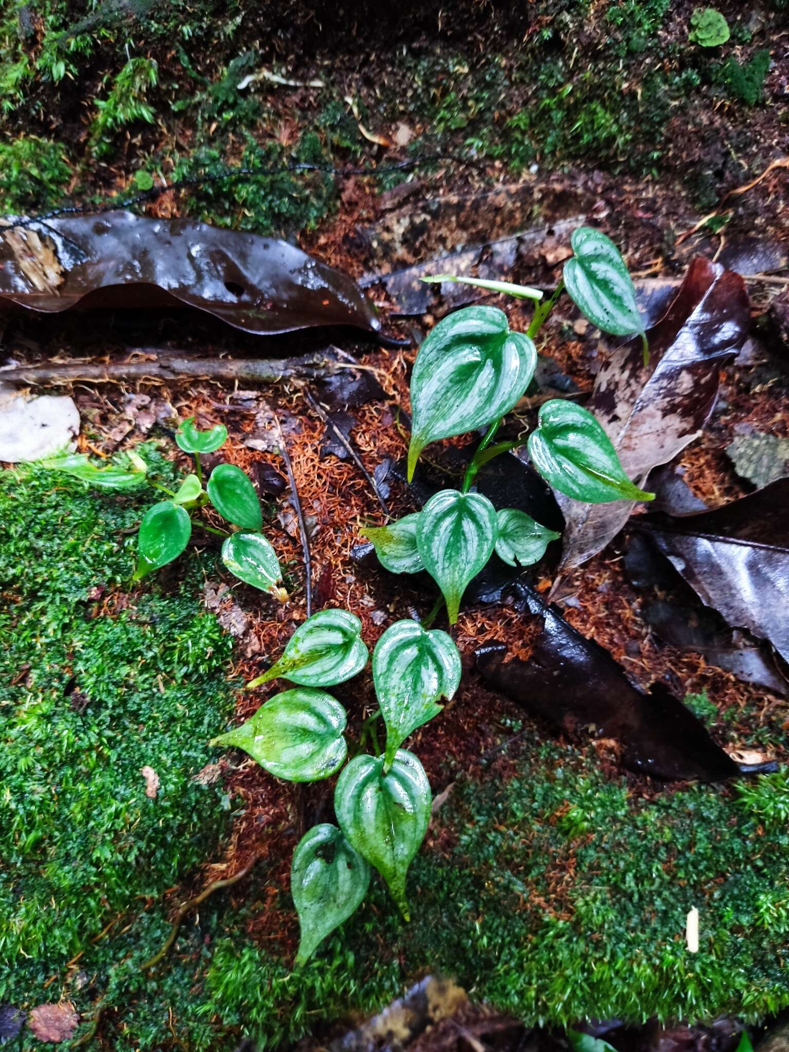 Image of Philodendron toshibae M. L. Soares & Mayo