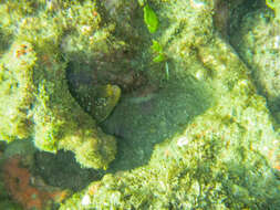 Image of Freckled moray