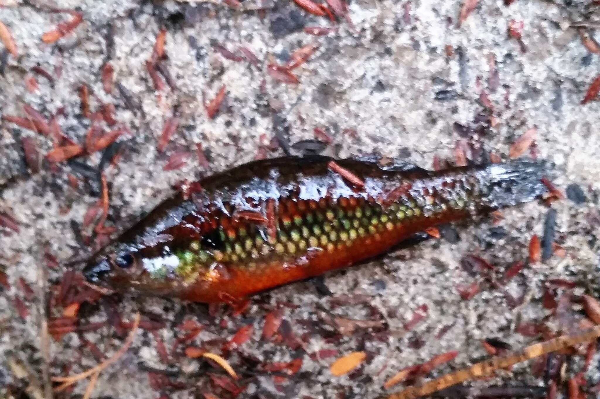 Image of Western pygmy perch