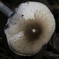 Lepiota castaneidisca Murrill 1912 resmi