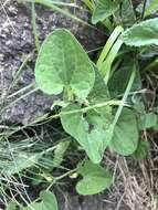 Image de Aristolochia pallida Willd.