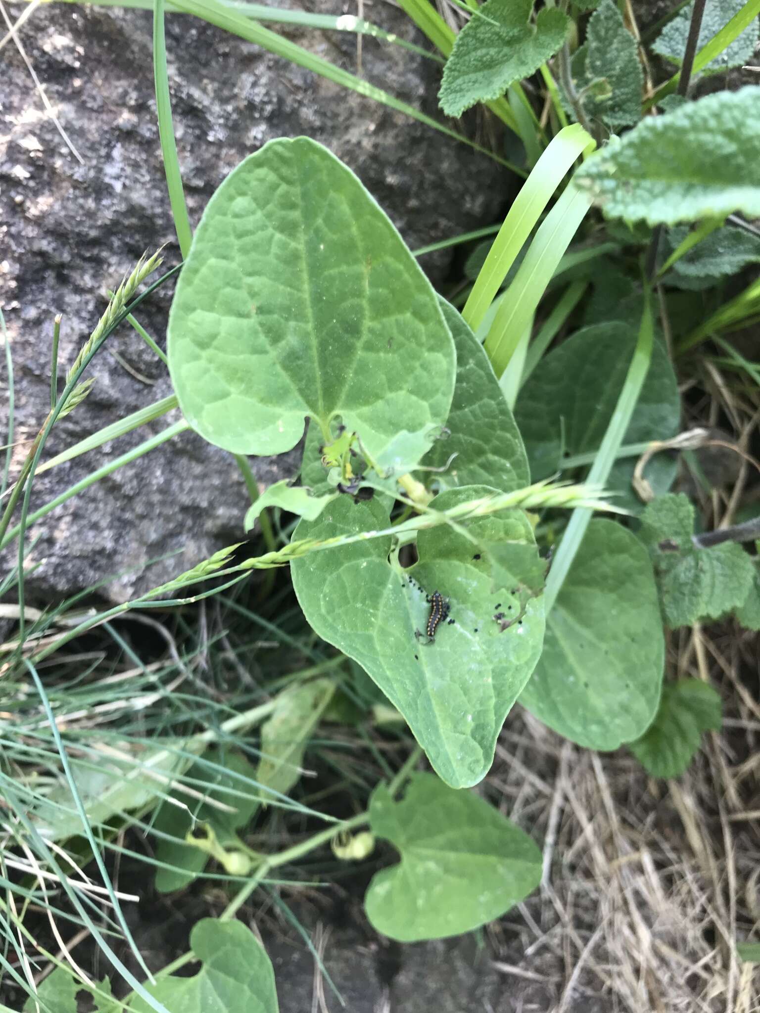 Image de Aristolochia pallida Willd.