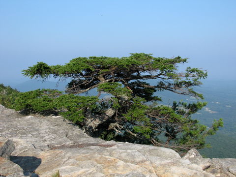 Image of Carolina Hemlock